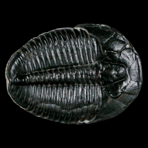 1.3" Elrathia Kingi Trilobite Fossil Utah Cambrian Age 521 Million Years Old COA - Fossil Age Minerals