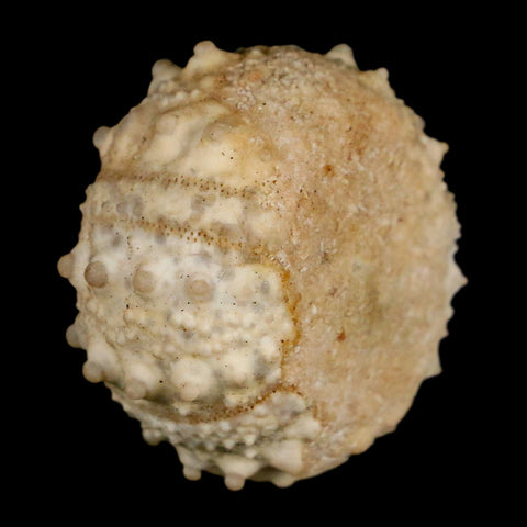 33MM Detailed Fossil Goniopygus Sp Sea Urchin Echinoid Cretaceous Morocco - Fossil Age Minerals