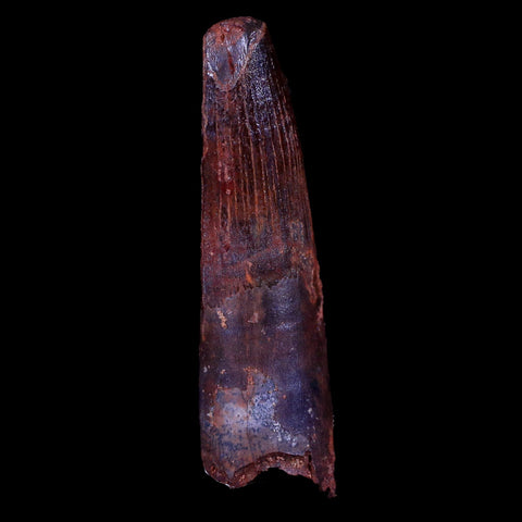 XL 3.1" Spinosaurus Fossil Tooth 100 Mil Yrs Old Cretaceous Dinosaur COA & Stand - Fossil Age Minerals