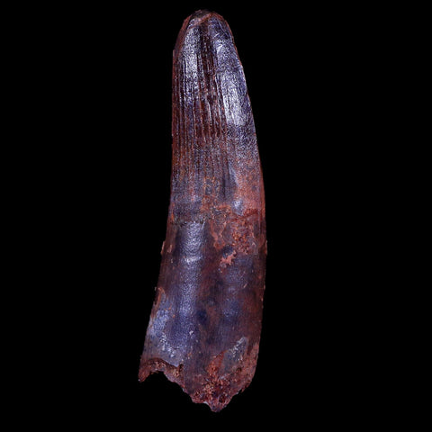XL 3.1" Spinosaurus Fossil Tooth 100 Mil Yrs Old Cretaceous Dinosaur COA & Stand - Fossil Age Minerals