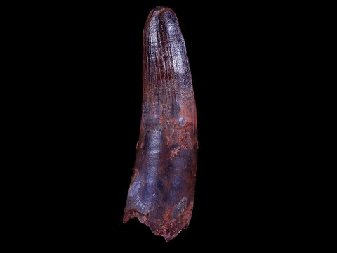 XL 3.1" Spinosaurus Fossil Tooth 100 Mil Yrs Old Cretaceous Dinosaur COA & Stand - Fossil Age Minerals