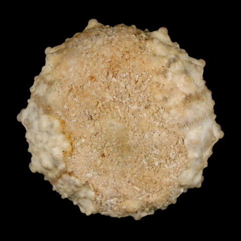 33MM Detailed Fossil Goniopygus Sp Sea Urchin Echinoid Cretaceous Morocco - Fossil Age Minerals