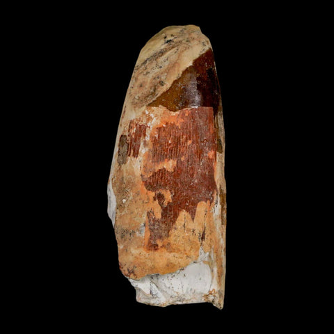 2.4" Sarcosuchus Imperator Crocodile Fossil Tooth Elrhaz FM Cretaceous Niger COA