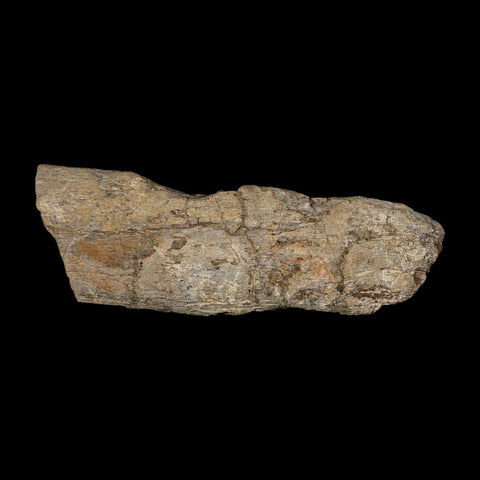4" Maiasaura Hadrosaur Dinosaur Limb Bone Fossil Two Medicine FM Montana COA - Fossil Age Minerals