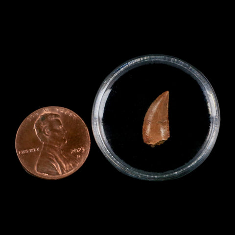 0.6" Abelisaur Serrated Tooth Fossil Cretaceous Age Dinosaur Morocco COA, Display - Fossil Age Minerals