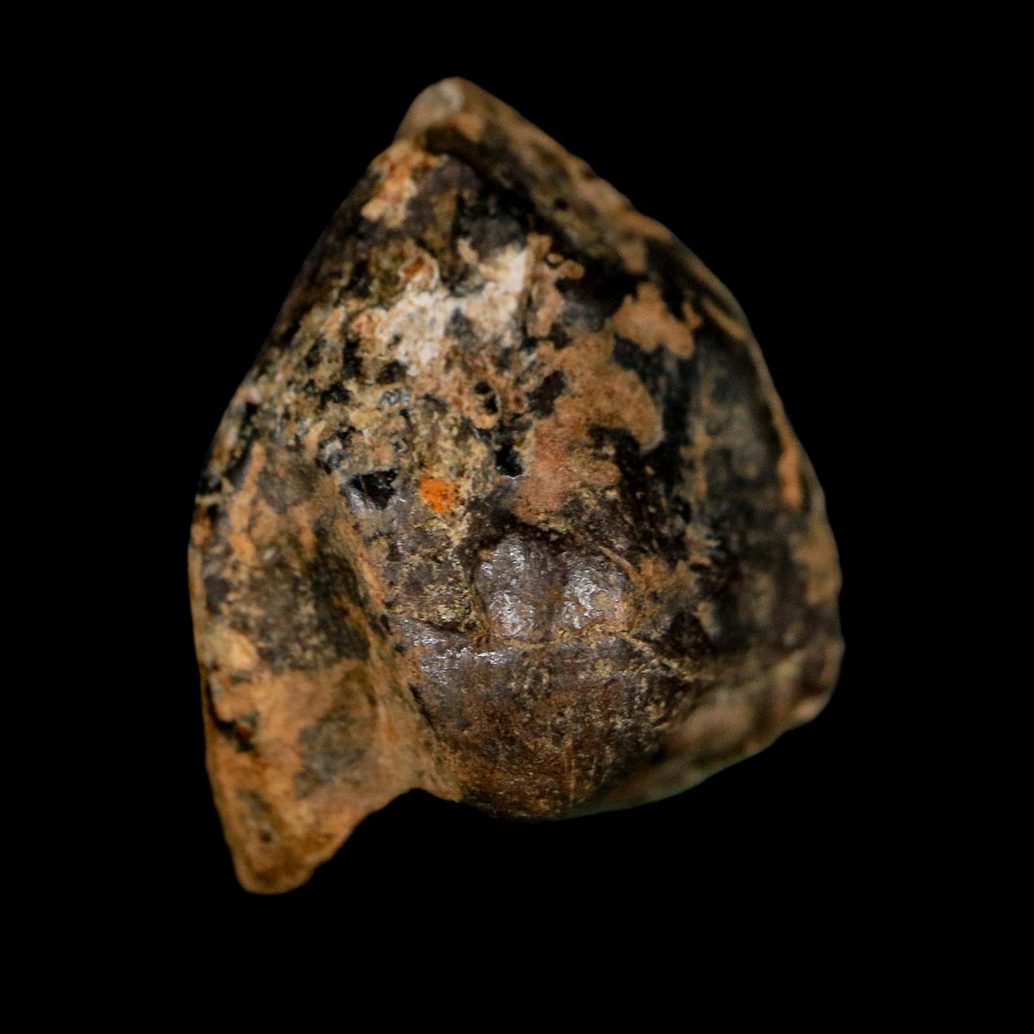 XL 0.9" Triceratops Fossil Tooth Crown Lance Creek FM Cretaceous Dinosaur WY COA - Fossil Age Minerals