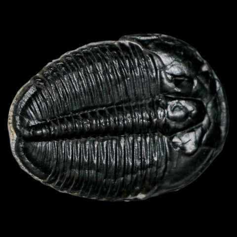 1.3" Elrathia Kingi Trilobite Fossil Utah Cambrian Age 521 Million Years Old COA - Fossil Age Minerals