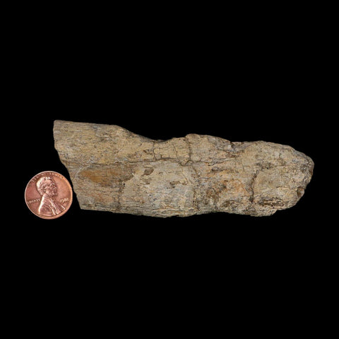 4" Maiasaura Hadrosaur Dinosaur Limb Bone Fossil Two Medicine FM Montana COA - Fossil Age Minerals