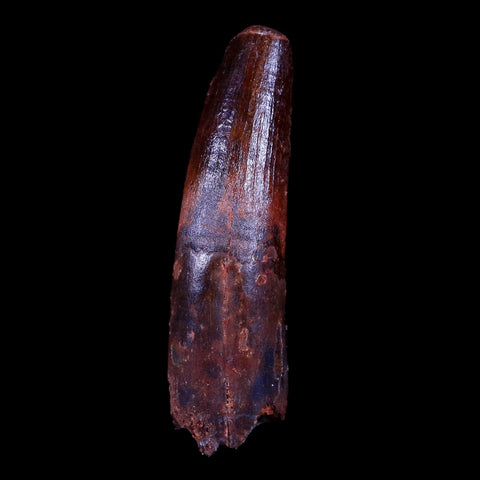 XL 3.1" Spinosaurus Fossil Tooth 100 Mil Yrs Old Cretaceous Dinosaur COA & Stand - Fossil Age Minerals