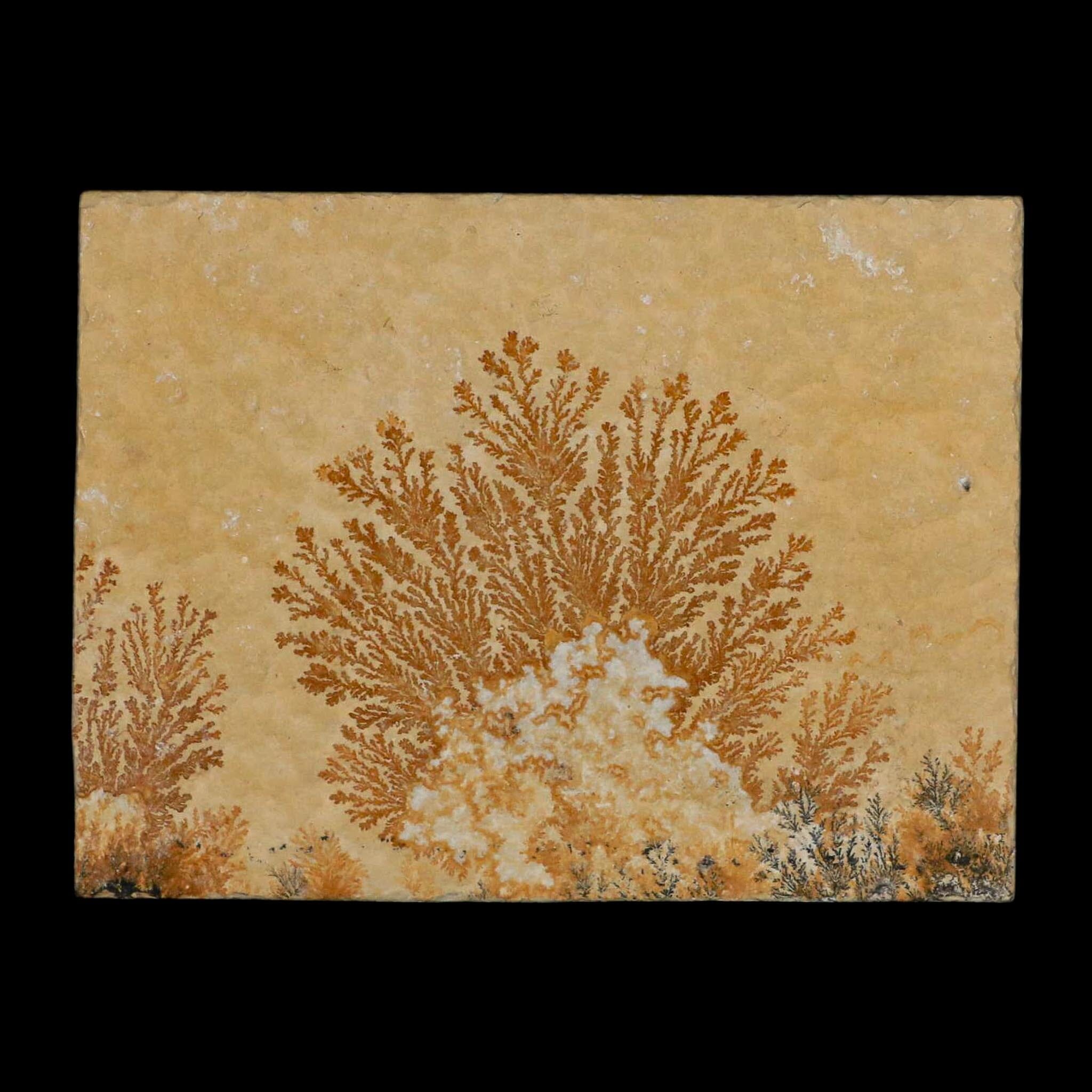 3.1" Pyrolusite Dendritic Limestone Solnhofen Upper Jurassic Age West Germany - Fossil Age Minerals