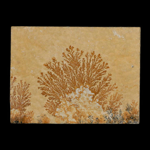 3.1" Pyrolusite Dendritic Limestone Solnhofen Upper Jurassic Age West Germany - Fossil Age Minerals