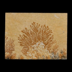Dendrite Collection