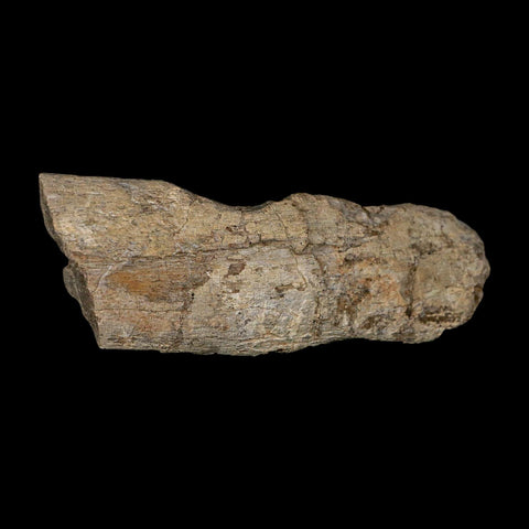4" Maiasaura Hadrosaur Dinosaur Limb Bone Fossil Two Medicine FM Montana COA - Fossil Age Minerals
