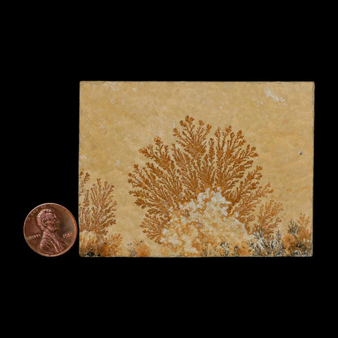 3.1" Pyrolusite Dendritic Limestone Solnhofen Upper Jurassic Age West Germany - Fossil Age Minerals