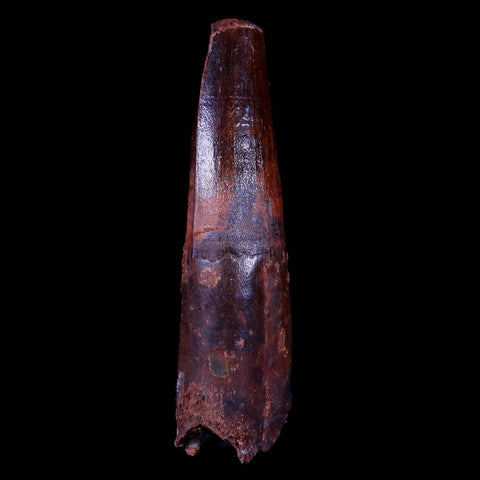 XL 3.1" Spinosaurus Fossil Tooth 100 Mil Yrs Old Cretaceous Dinosaur COA & Stand - Fossil Age Minerals