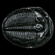 1.3" Elrathia Kingi Trilobite Fossil Utah Cambrian Age 521 Million Years Old COA