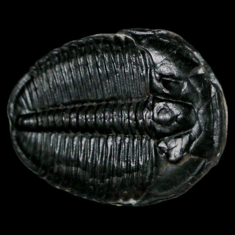 1.3" Elrathia Kingi Trilobite Fossil Utah Cambrian Age 521 Million Years Old COA - Fossil Age Minerals