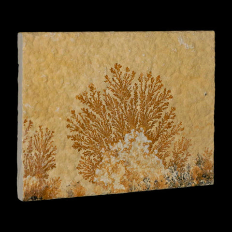 3.1" Pyrolusite Dendritic Limestone Solnhofen Upper Jurassic Age West Germany - Fossil Age Minerals