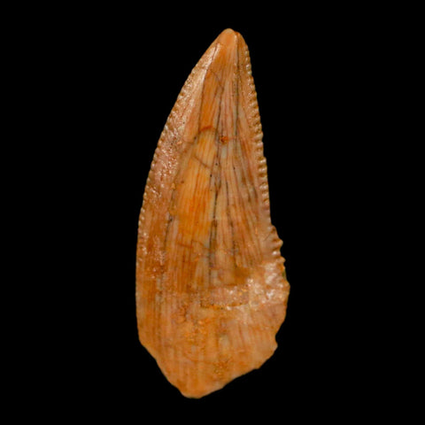 0.7" Abelisaur Serrated Tooth Fossil Cretaceous Age Dinosaur Morocco COA, Display - Fossil Age Minerals