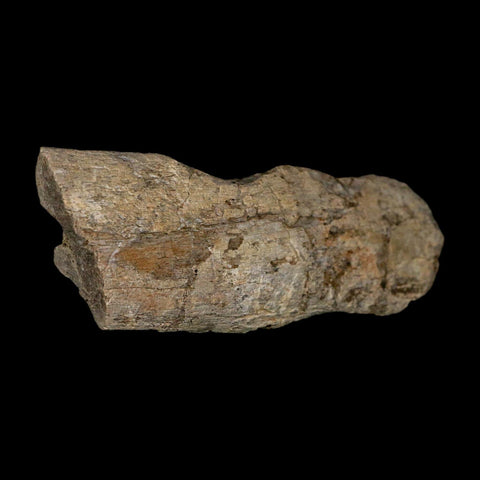 4" Maiasaura Hadrosaur Dinosaur Limb Bone Fossil Two Medicine FM Montana COA - Fossil Age Minerals