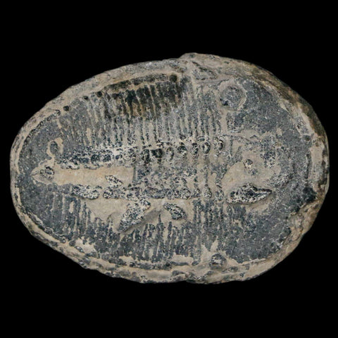 1.3" Elrathia Kingi Trilobite Fossil Utah Cambrian Age 521 Million Years Old COA - Fossil Age Minerals