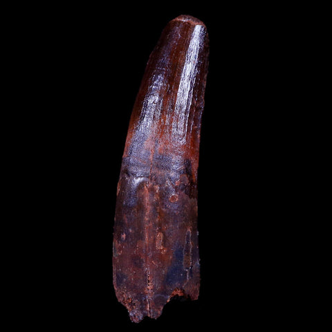 XL 3.1" Spinosaurus Fossil Tooth 100 Mil Yrs Old Cretaceous Dinosaur COA & Stand - Fossil Age Minerals