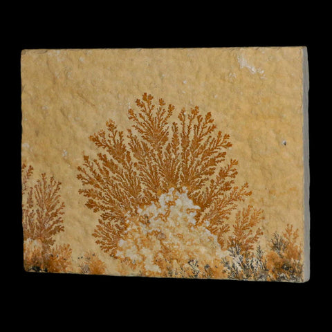 3.1" Pyrolusite Dendritic Limestone Solnhofen Upper Jurassic Age West Germany - Fossil Age Minerals