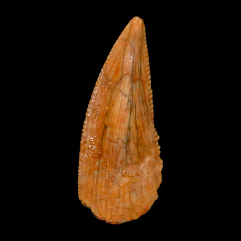 0.7" Abelisaur Serrated Tooth Fossil Cretaceous Age Dinosaur Morocco COA, Display - Fossil Age Minerals