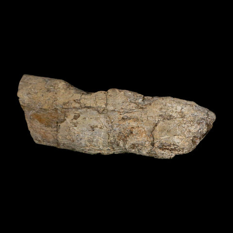 4" Maiasaura Hadrosaur Dinosaur Limb Bone Fossil Two Medicine FM Montana COA - Fossil Age Minerals