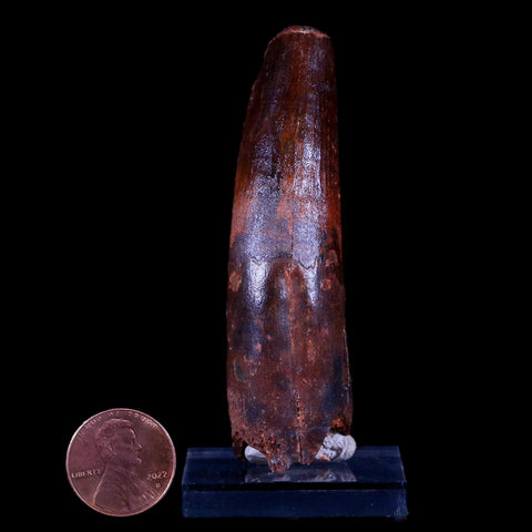 XL 3.1" Spinosaurus Fossil Tooth 100 Mil Yrs Old Cretaceous Dinosaur COA & Stand - Fossil Age Minerals