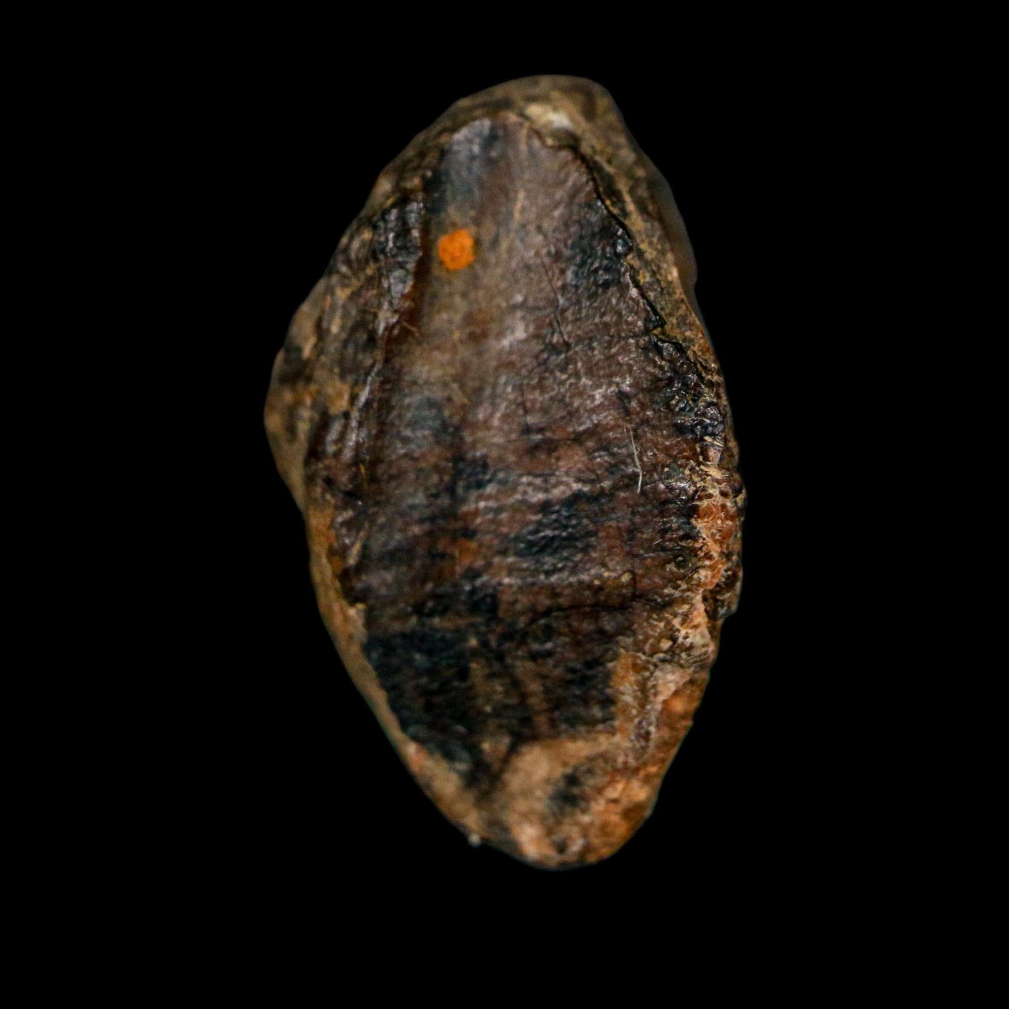 XL 0.8" Triceratops Fossil Tooth Crown Lance Creek FM Cretaceous Dinosaur WY COA - Fossil Age Minerals