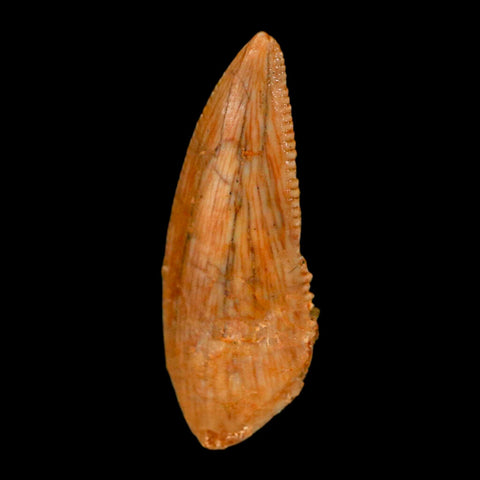 0.7" Abelisaur Serrated Tooth Fossil Cretaceous Age Dinosaur Morocco COA, Display - Fossil Age Minerals