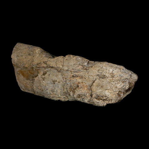 4" Maiasaura Hadrosaur Dinosaur Limb Bone Fossil Two Medicine FM Montana COA - Fossil Age Minerals