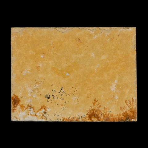 3.1" Pyrolusite Dendritic Limestone Solnhofen Upper Jurassic Age West Germany - Fossil Age Minerals