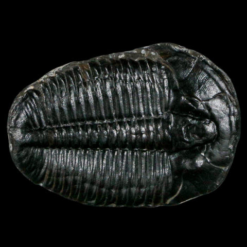1.2" Elrathia Kingi Trilobite Fossil Utah Cambrian Age 521 Million Years Old COA - Fossil Age Minerals