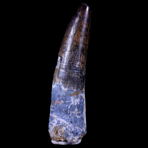 XL 3.6" Spinosaurus Fossil Tooth 100 Mil Yrs Old Cretaceous Dinosaur COA & Stand - Fossil Age Minerals