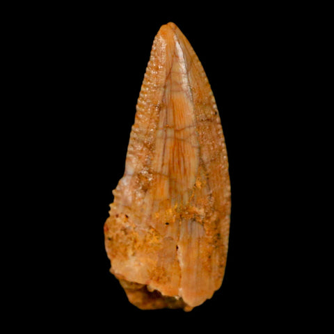 0.7" Abelisaur Serrated Tooth Fossil Cretaceous Age Dinosaur Morocco COA, Display - Fossil Age Minerals