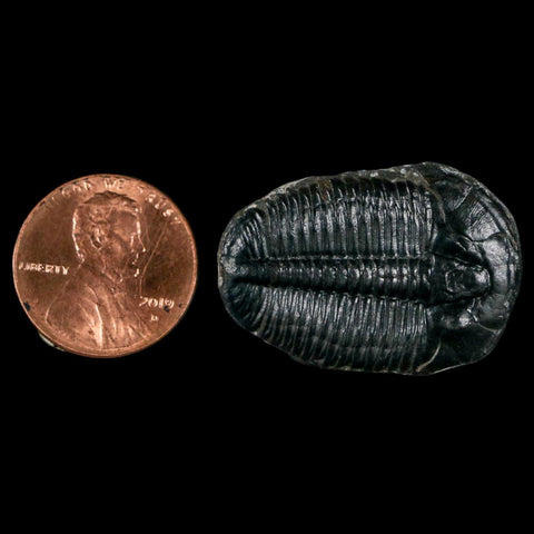 1.2" Elrathia Kingi Trilobite Fossil Utah Cambrian Age 521 Million Years Old COA - Fossil Age Minerals