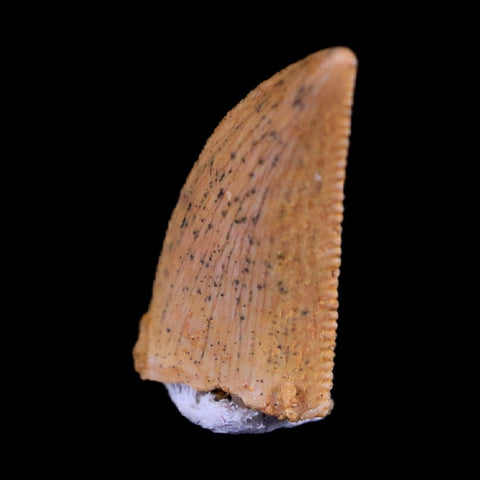 0.4" Abelisaur Serrated Tooth Fossil Cretaceous Age Dinosaur Morocco COA, Display - Fossil Age Minerals