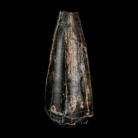 1.9" Sarcosuchus Imperator Crocodile Fossil Tooth Elrhaz FM Cretaceous Niger COA