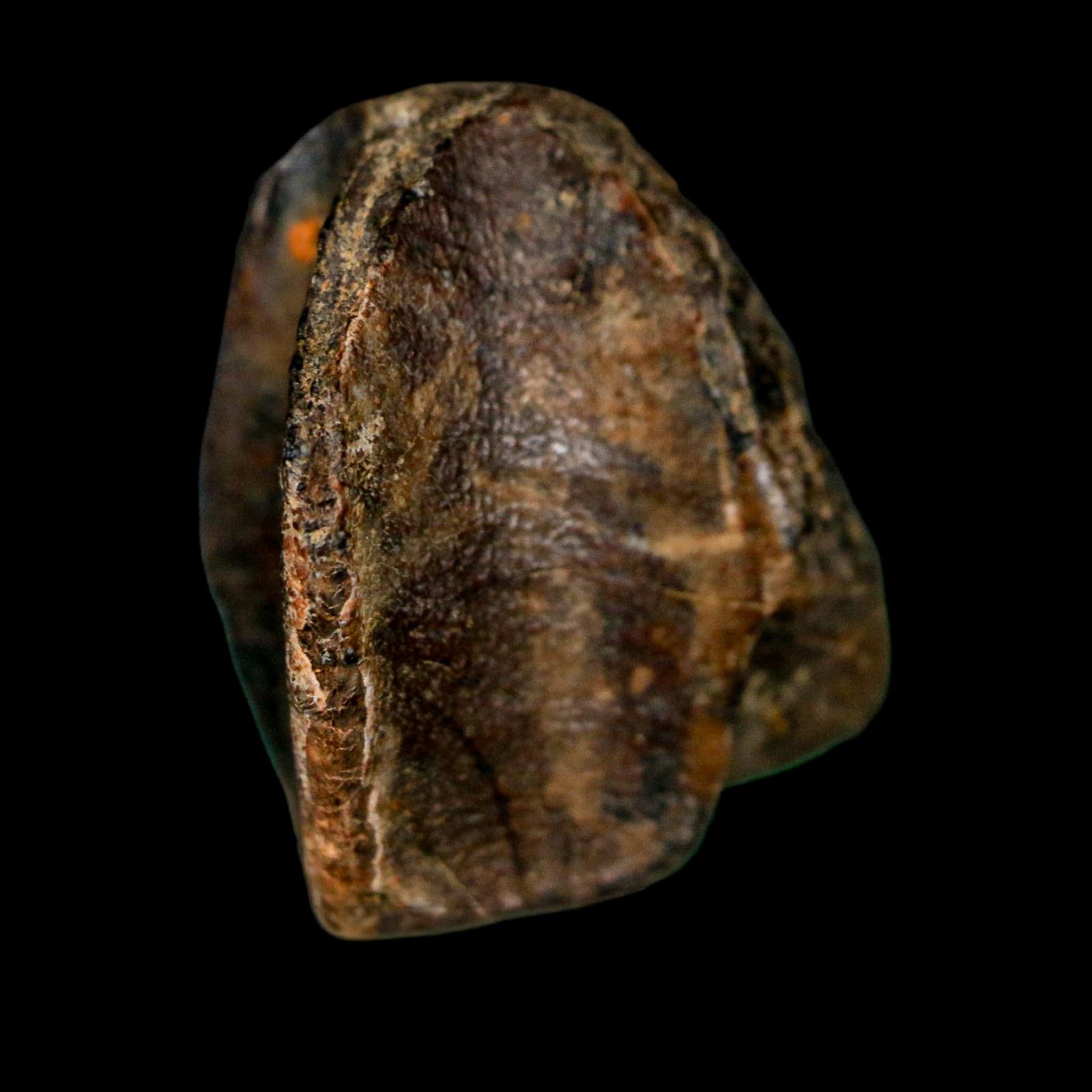 XL 0.8" Triceratops Fossil Tooth Crown Lance Creek FM Cretaceous Dinosaur WY COA - Fossil Age Minerals