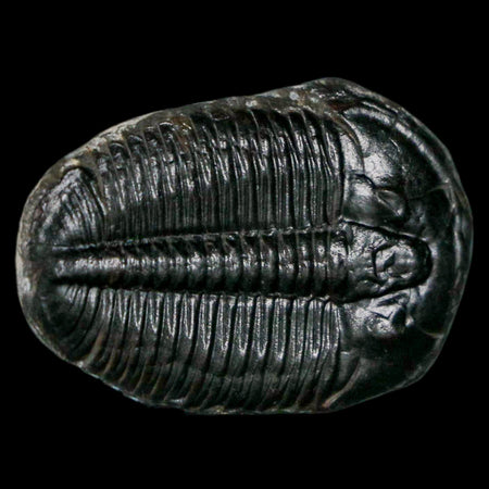 1.2" Elrathia Kingi Trilobite Fossil Utah Cambrian Age 521 Million Years Old COA