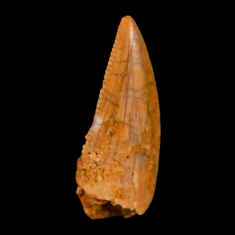 0.7" Abelisaur Serrated Tooth Fossil Cretaceous Age Dinosaur Morocco COA, Display - Fossil Age Minerals