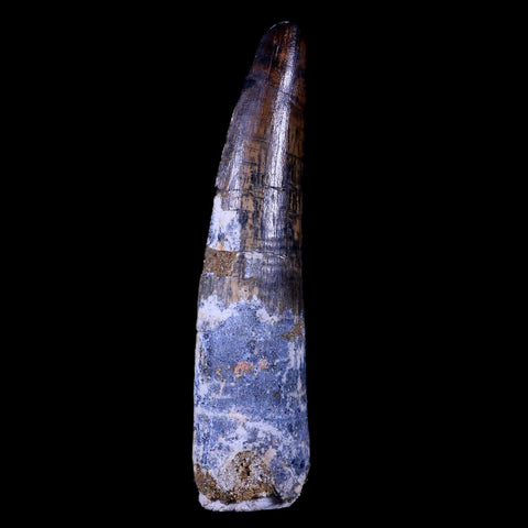 XL 3.6" Spinosaurus Fossil Tooth 100 Mil Yrs Old Cretaceous Dinosaur COA & Stand - Fossil Age Minerals