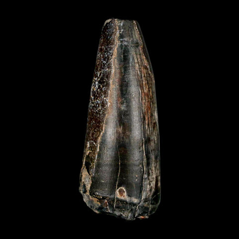 1.9" Sarcosuchus Imperator Crocodile Fossil Tooth Elrhaz FM Cretaceous Niger COA