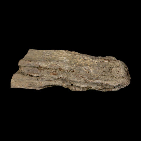 4" Maiasaura Hadrosaur Dinosaur Limb Bone Fossil Two Medicine FM Montana COA - Fossil Age Minerals