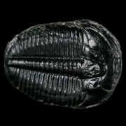 1.2" Elrathia Kingi Trilobite Fossil Utah Cambrian Age 521 Million Years Old COA
