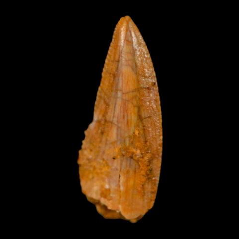 0.7" Abelisaur Serrated Tooth Fossil Cretaceous Age Dinosaur Morocco COA, Display - Fossil Age Minerals