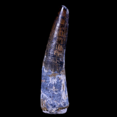 XL 3.6" Spinosaurus Fossil Tooth 100 Mil Yrs Old Cretaceous Dinosaur COA & Stand - Fossil Age Minerals