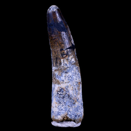 XL 3.6" Spinosaurus Fossil Tooth 100 Mil Yrs Old Cretaceous Dinosaur COA & Stand